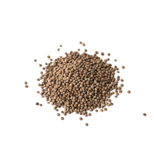 Graines Micropousses Shiso bicolore