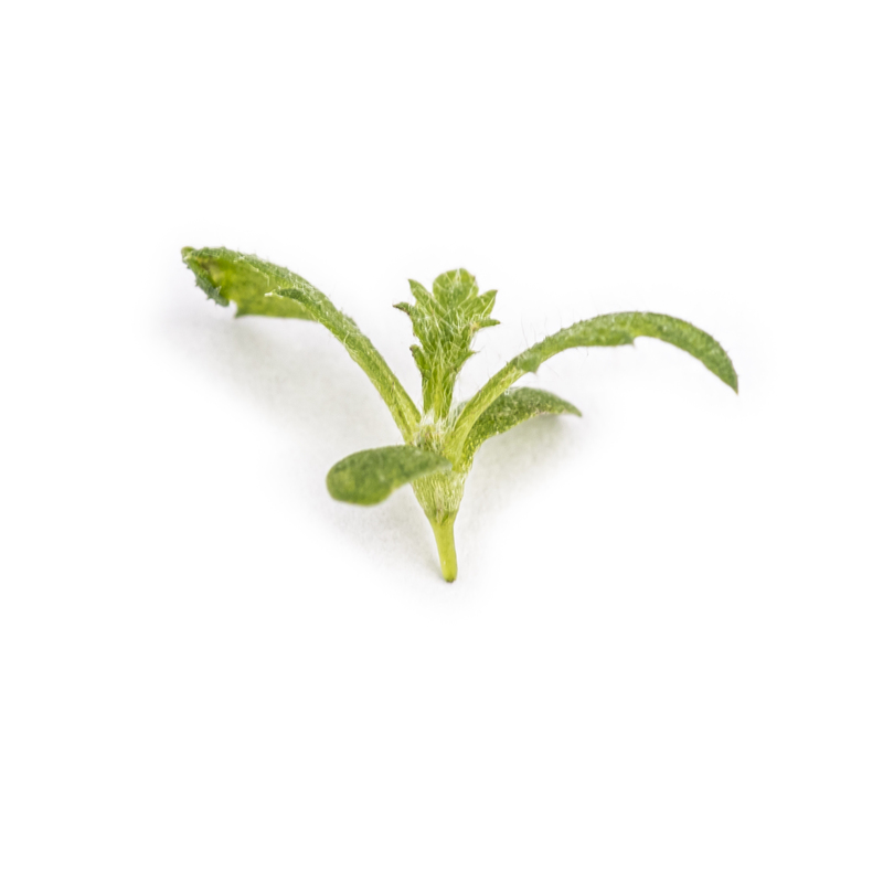 Cotyledon - Yarrow microgreens