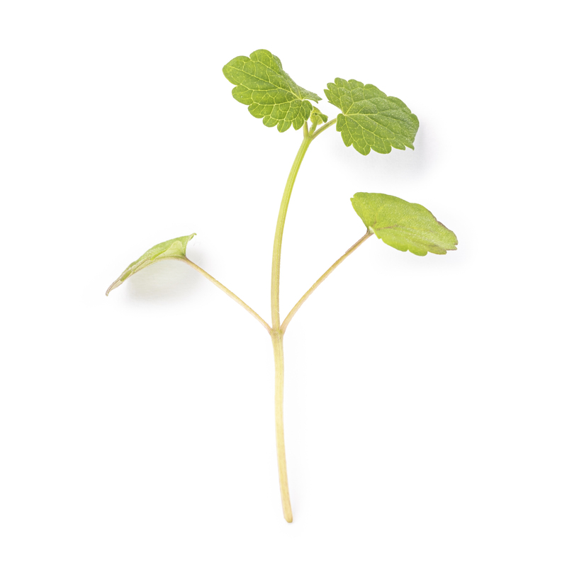 Agastache microgreens