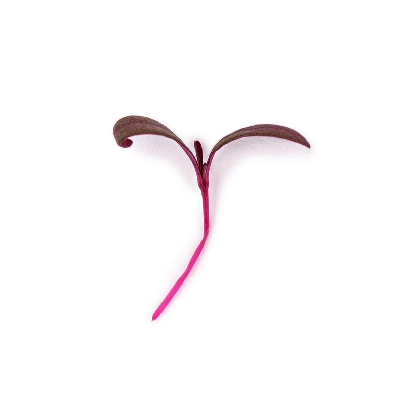 Cotyledon - Amaranth microgreens