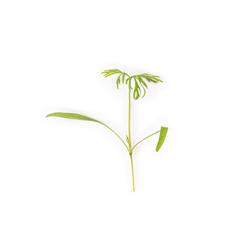 Cotyledon - Dill microgreens