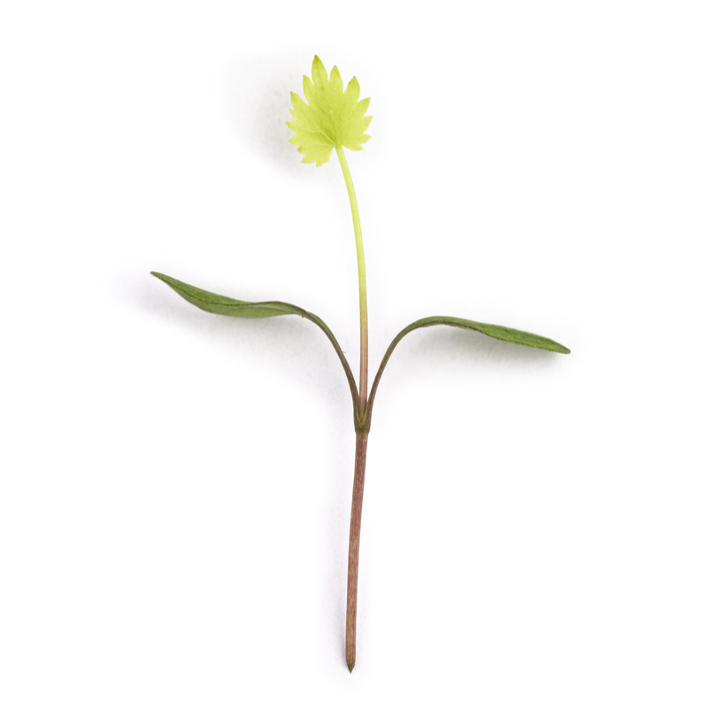 Cotyledon - Green anise microgreens