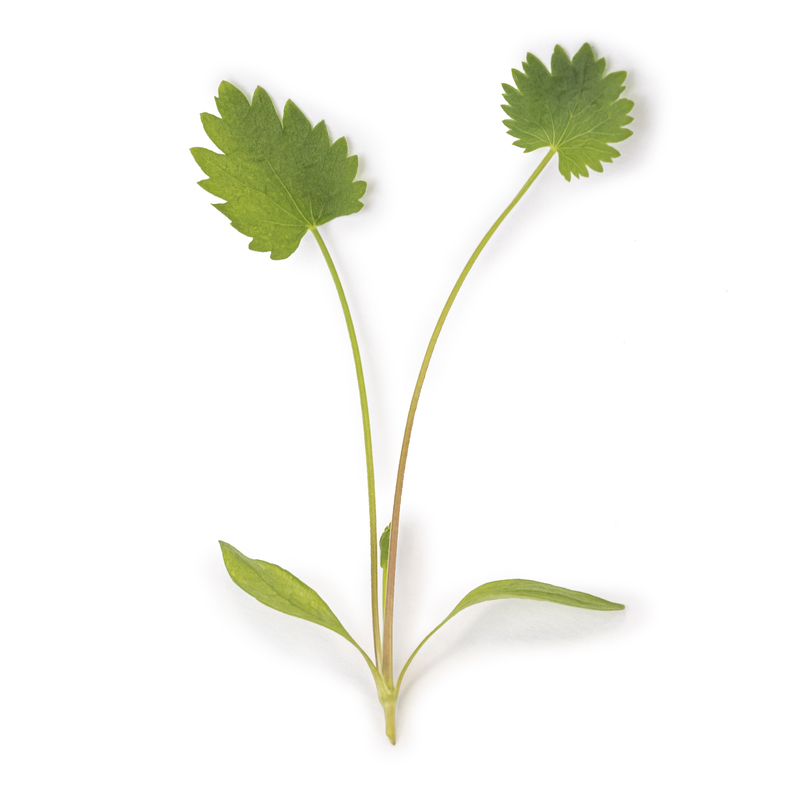 Green anise microgreens
