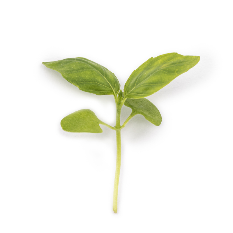 Microgreens Genovese basil