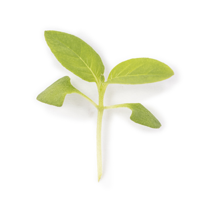 Micropousses Basilic citron