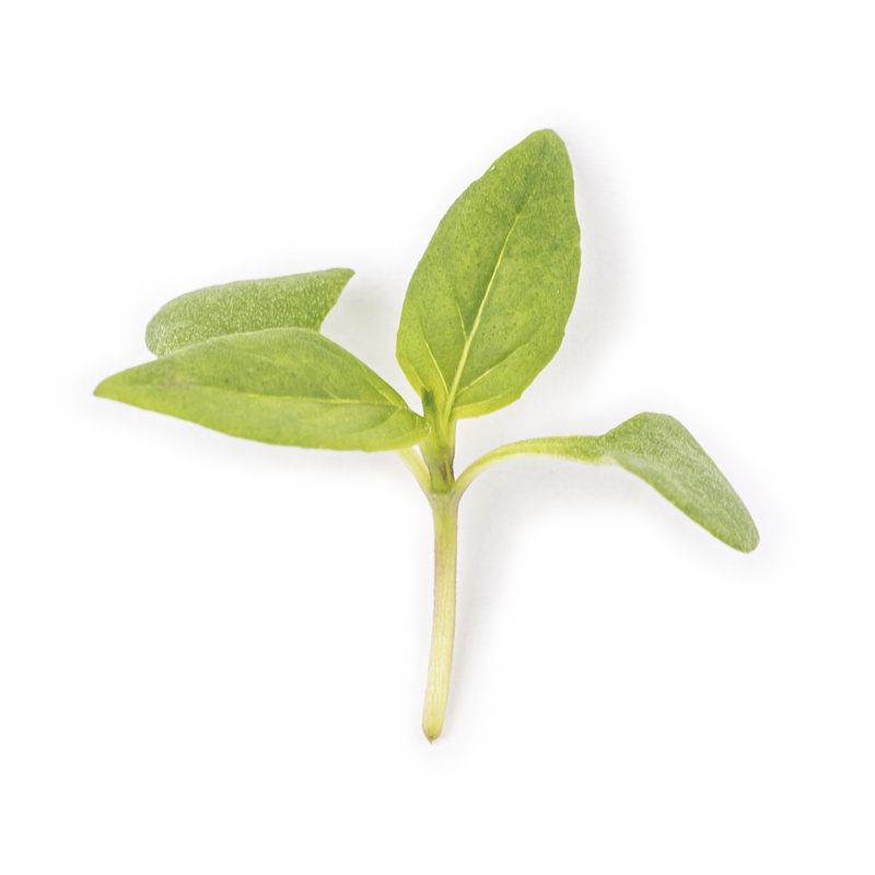 Thai basil microgreens