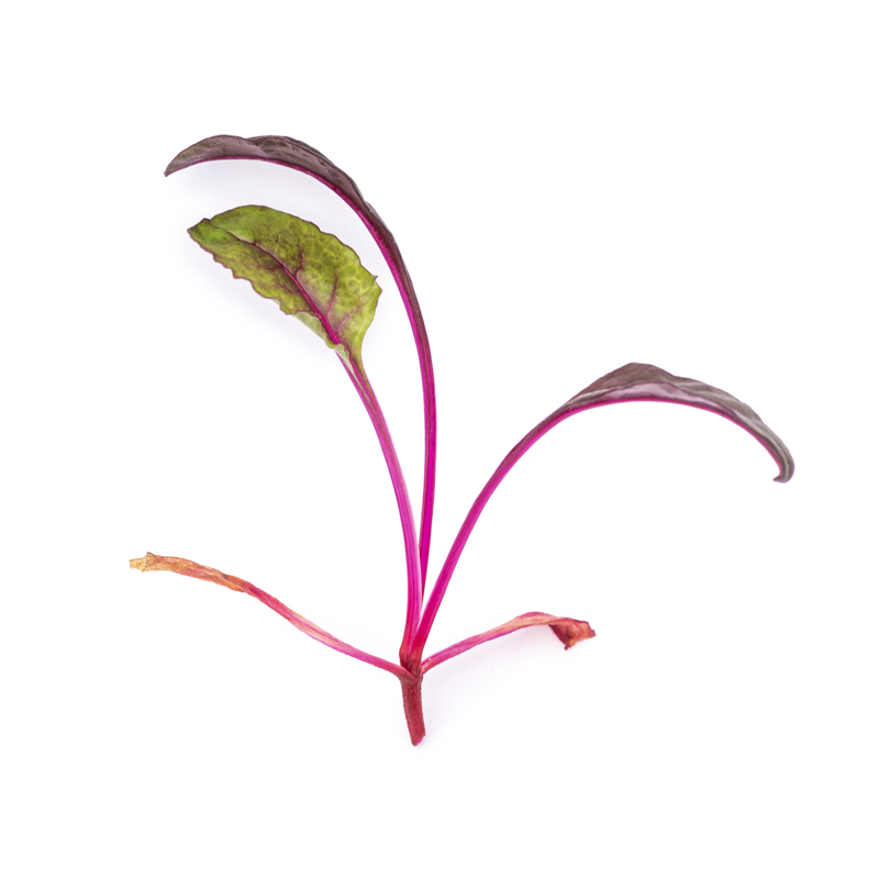 Beet microgreens