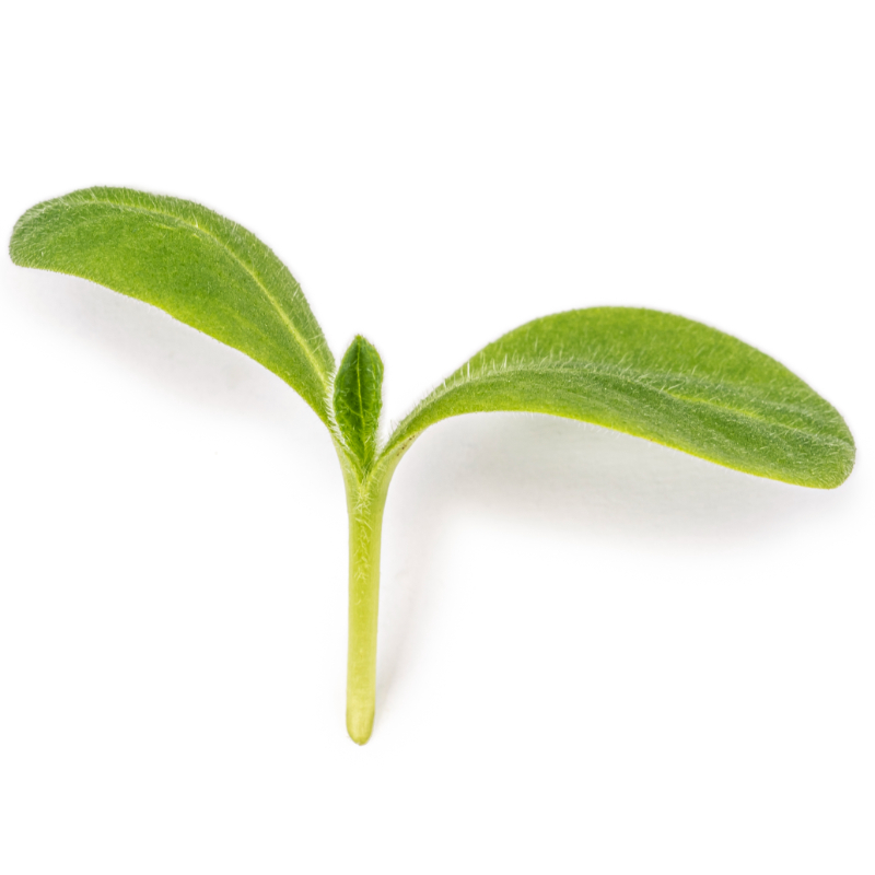 Cotyledon - Borage microgreens