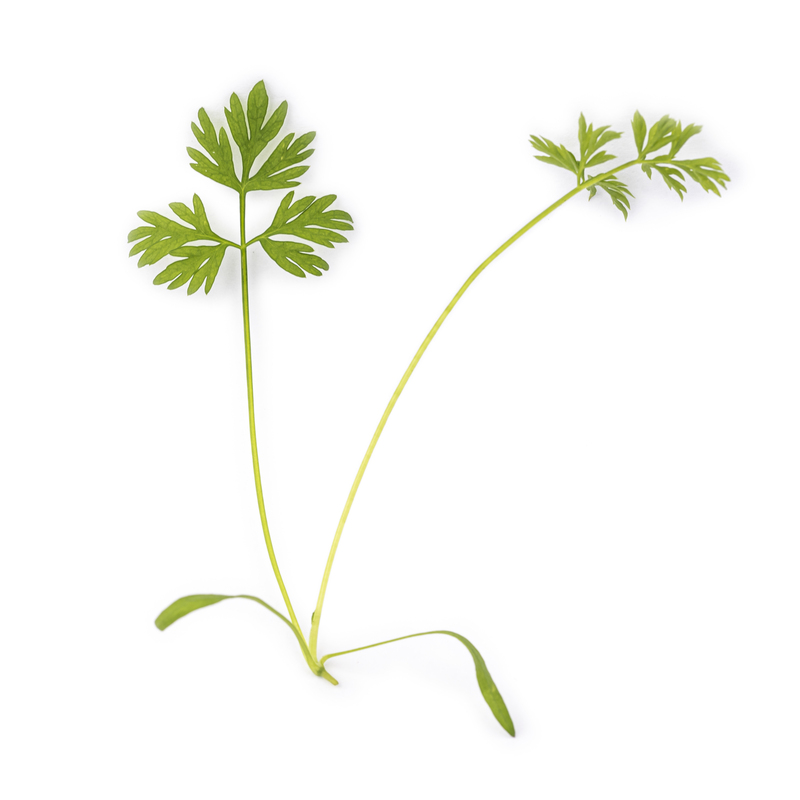 Carrot microgreens
