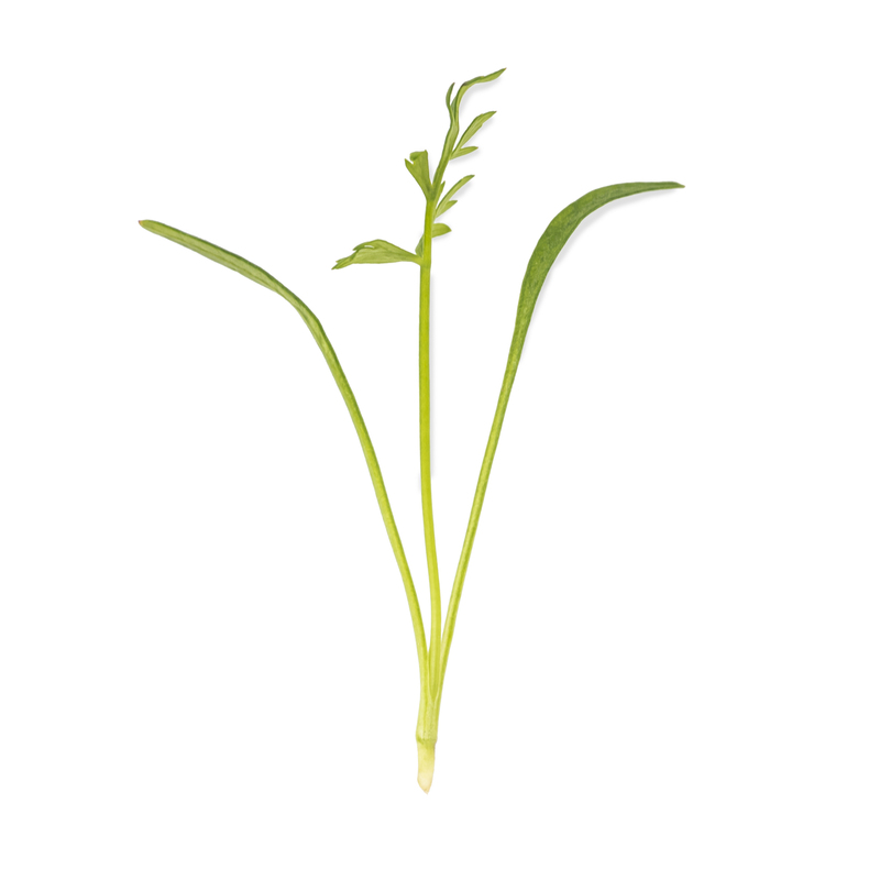 Cotyledon - Caraway microgreens