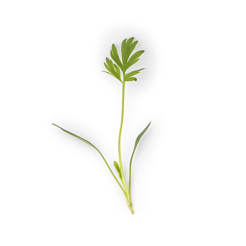 Caraway microgreens