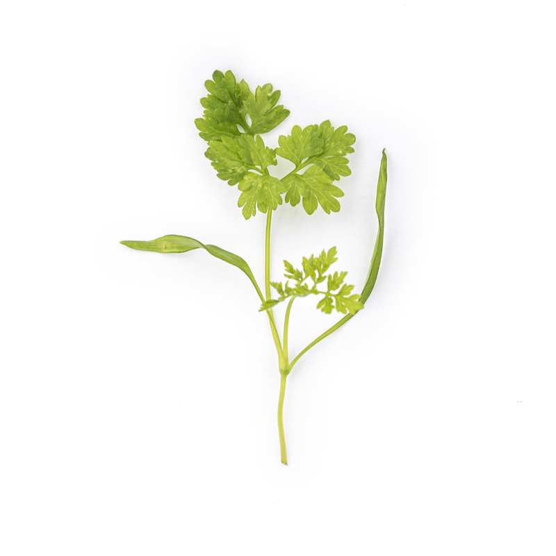 Chervil microgreens
