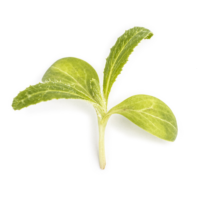 Milk thistle microgreens