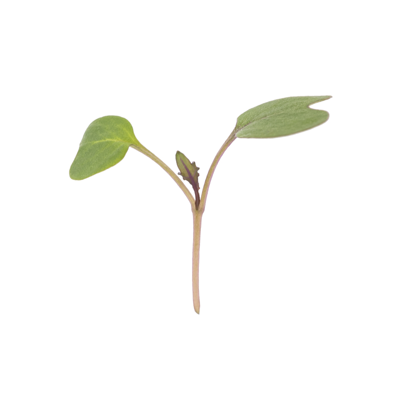 Cotyledon - Kohlrabi microgreens
