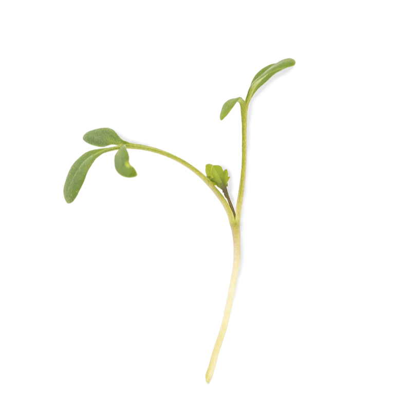 Cotyledon - Cress microgreens