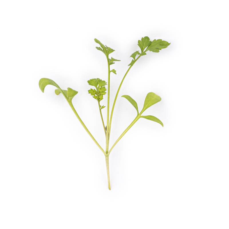 Cress microgreens
