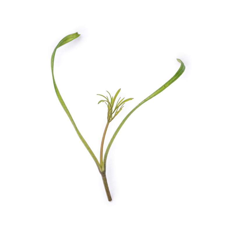 Cotyledon - Fennel microgreens