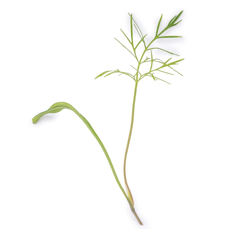 Fennel microgreens