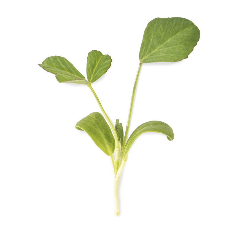 Fenugreek microgreens