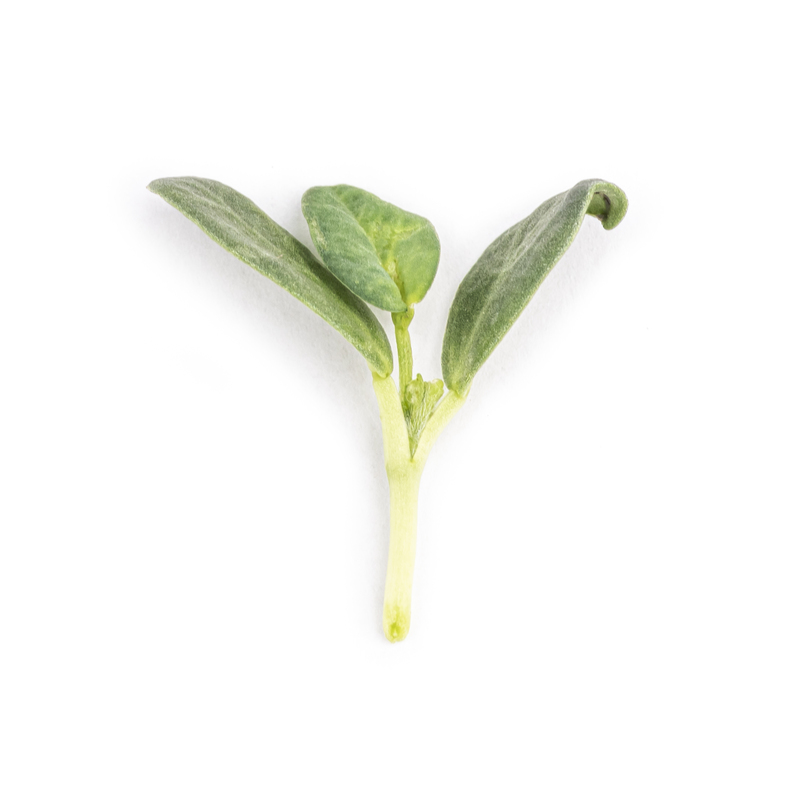 Cotyledon - Fenugreek microgreens