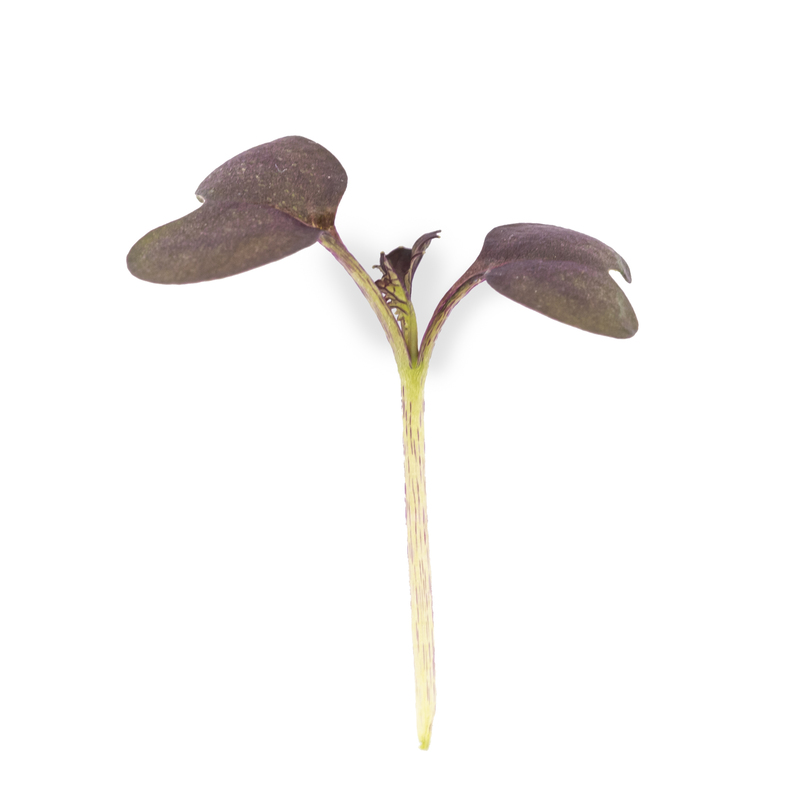 Cotyledon - Red Mizuna microgreens