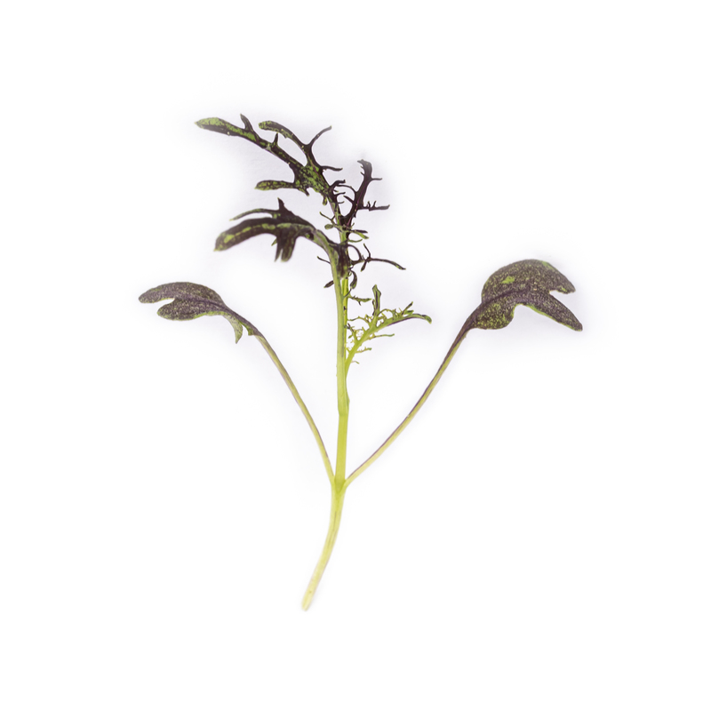 Red Mizuna microgreens