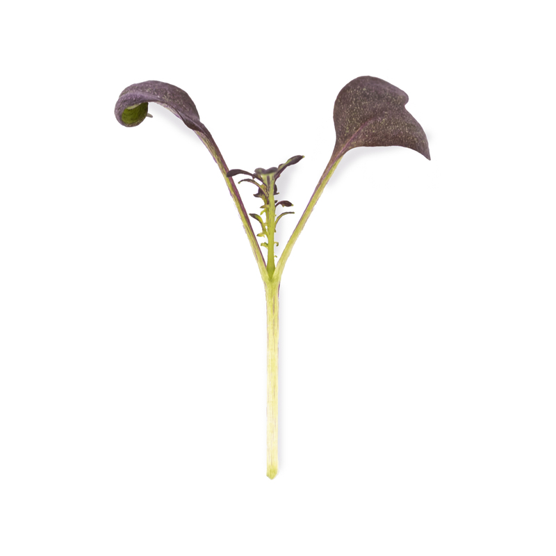 Cotyledon - Red Mustard microgreens