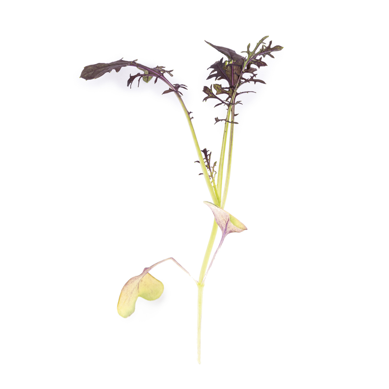 Red Mustard microgreens