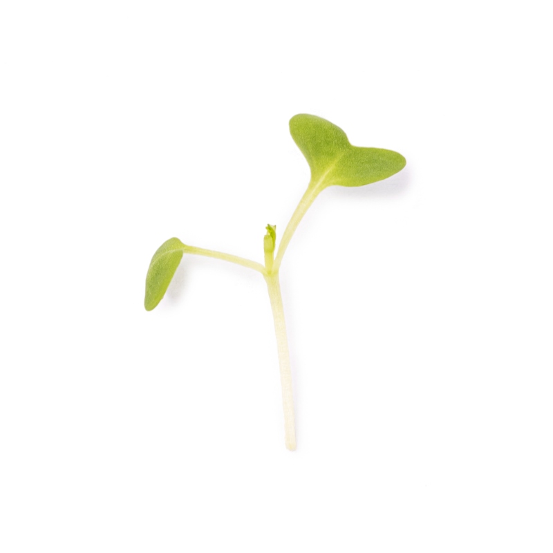 Cotyledon - Wasabi mustard microgreens