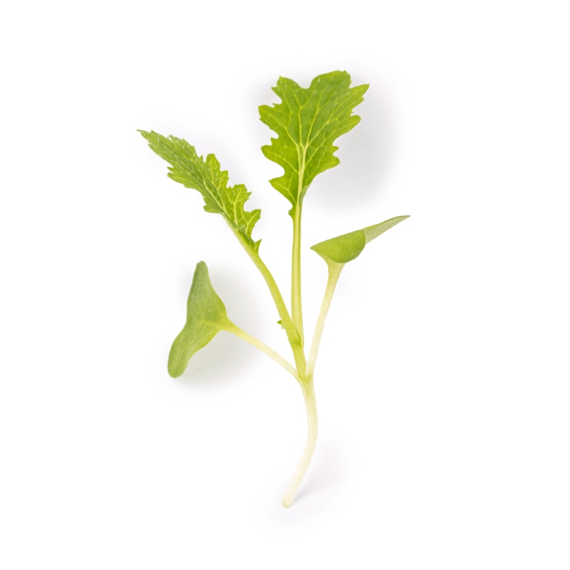 Wasabi mustard microgreens