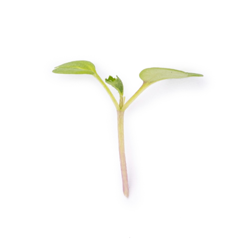 Cotyledon - Turnip microgreens