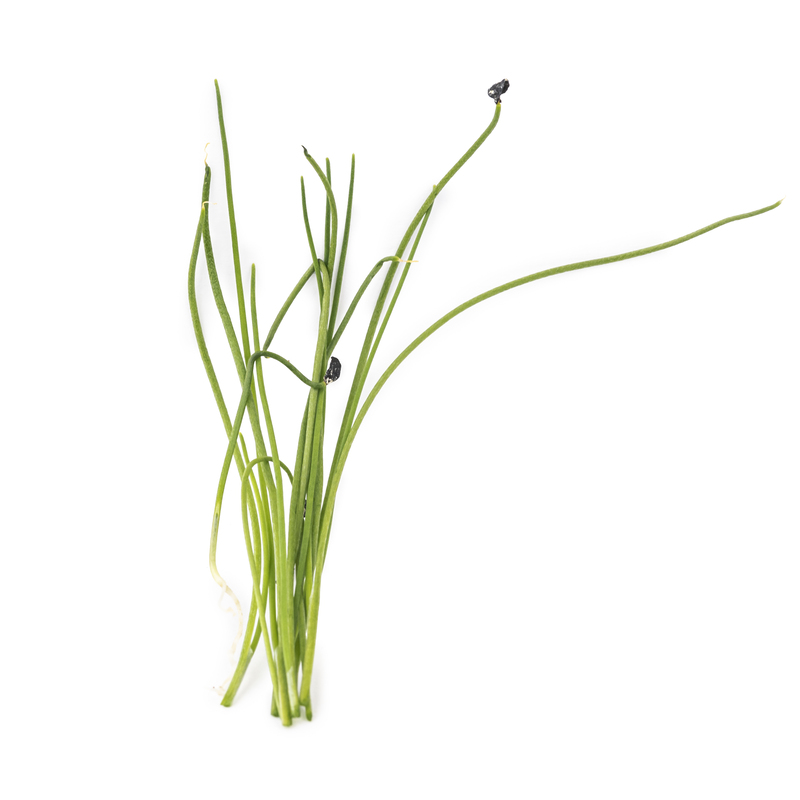 Leek microgreens