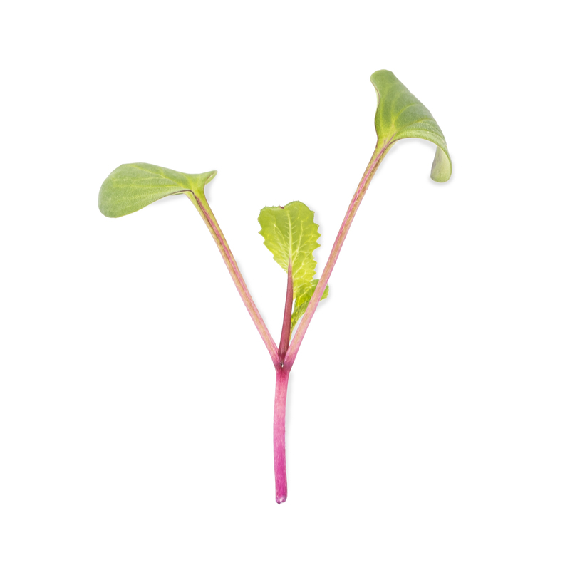 Cotyledon - Pink radish microgreens