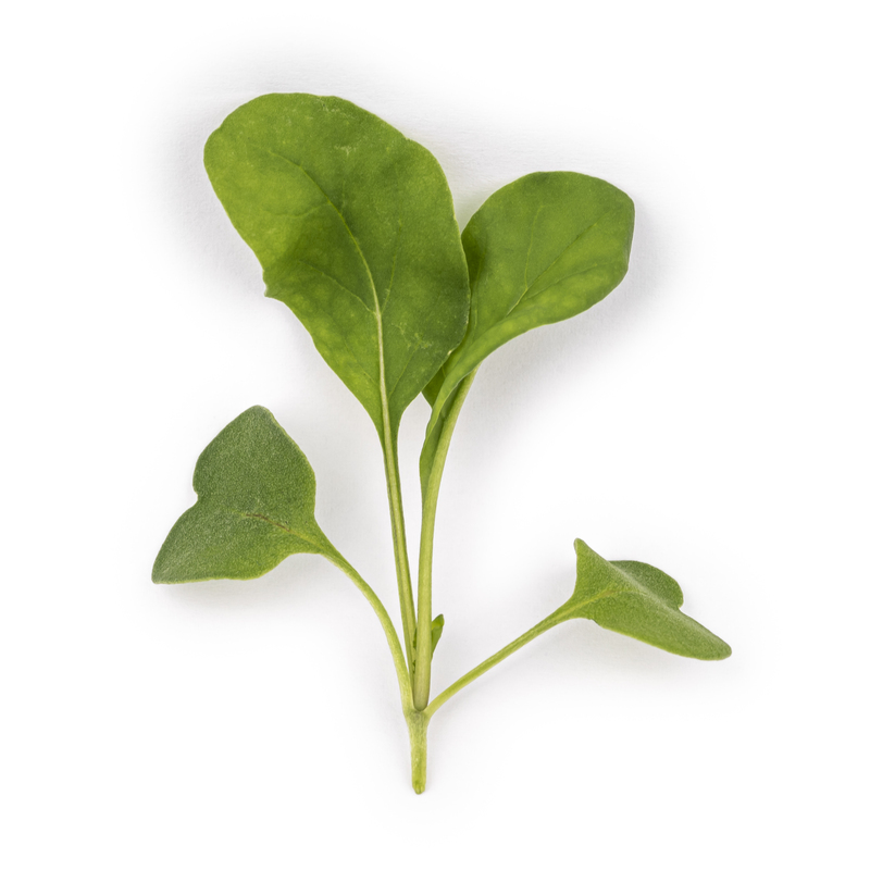 Micropousses Roquette