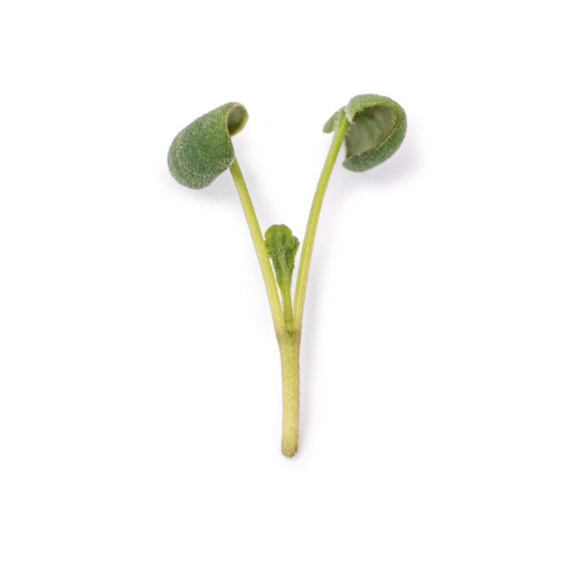 Cotyledon - Sage microgreens