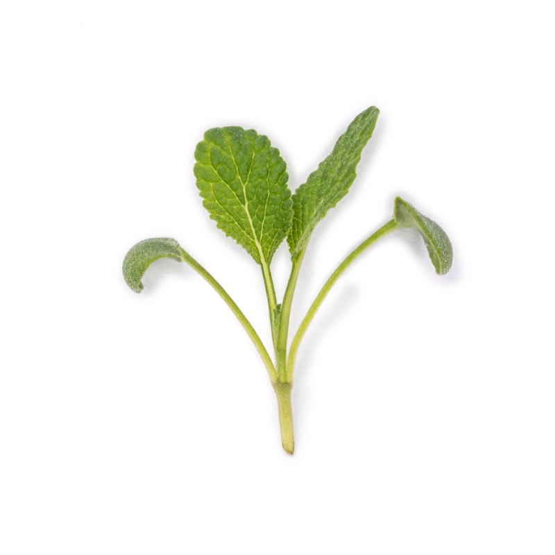 Sage microgreens