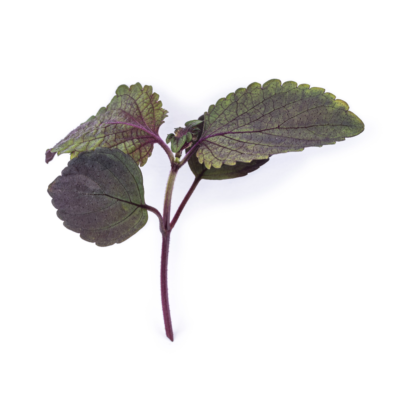 Two-tone shiso microgreens