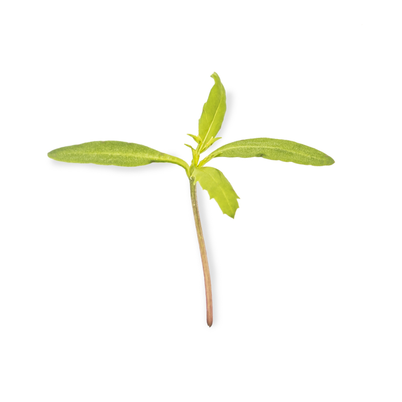 Cotyledon - Citrus tagetes microgreens