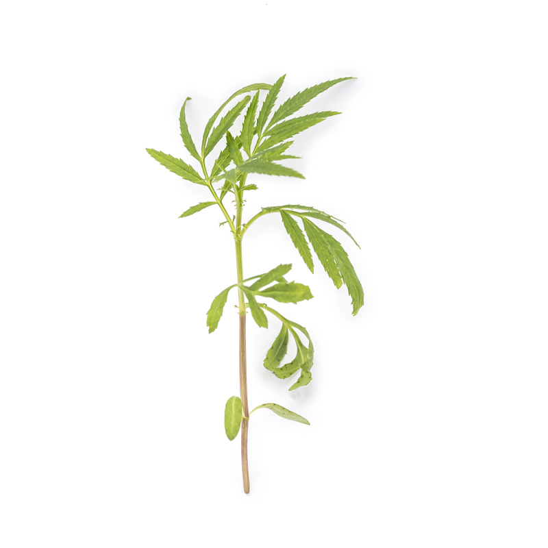 Citrus tagetes microgreens