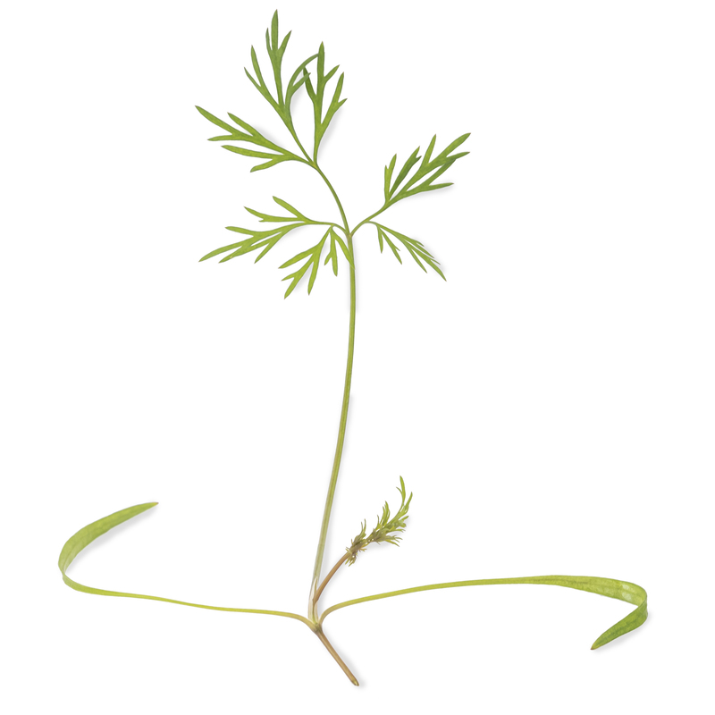 Microgreens Dill