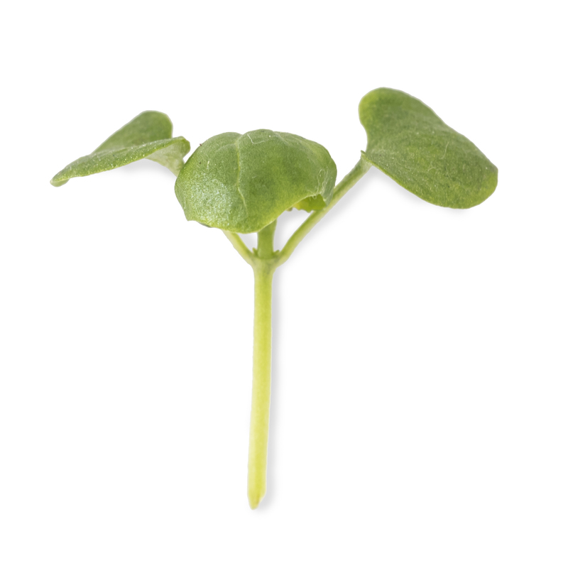 Cotyledon - Genovese basil microgreens