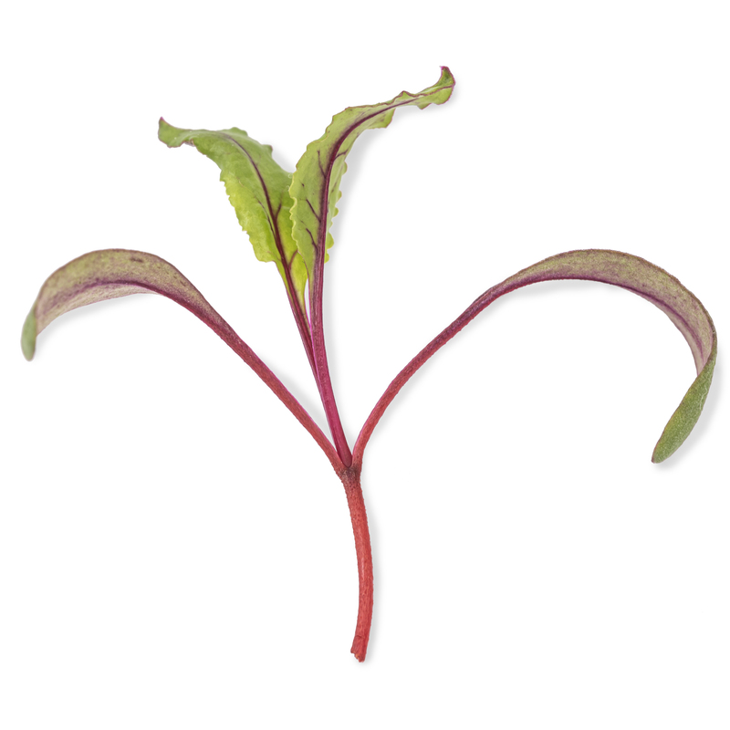 Cotyledon - Beet microgreens