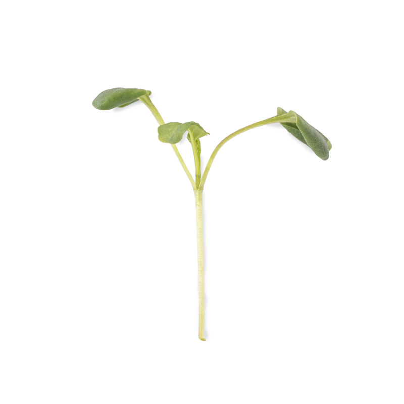 Cotyledon - Broccoli microgreens