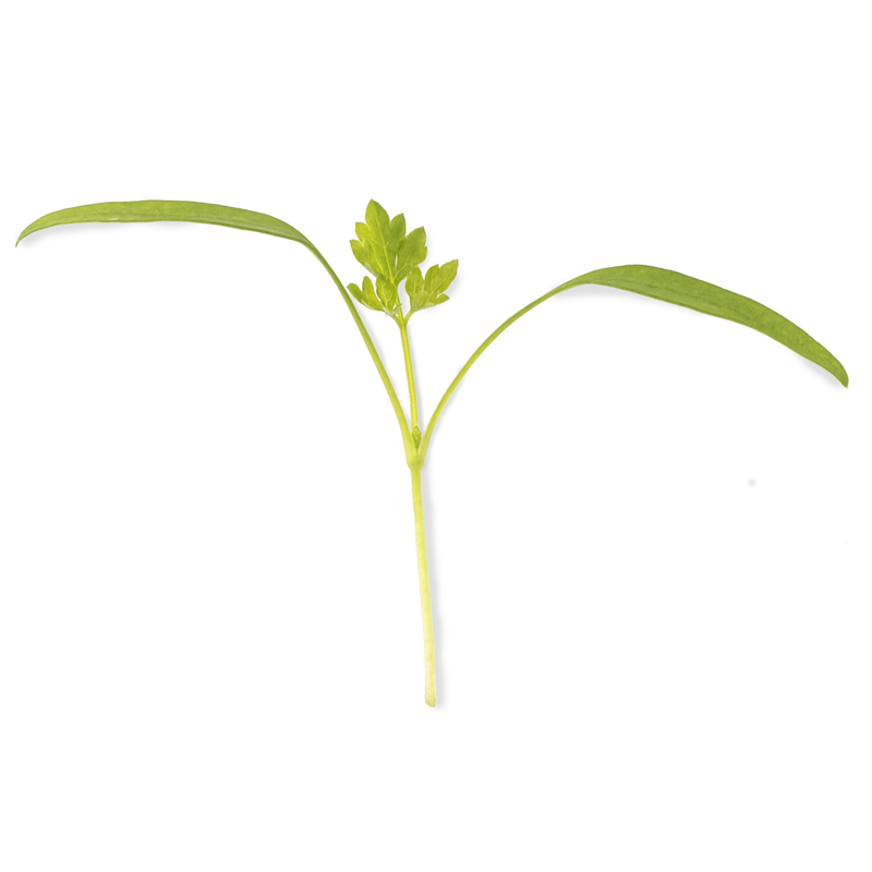 Cotyledon - Chervil microgreens