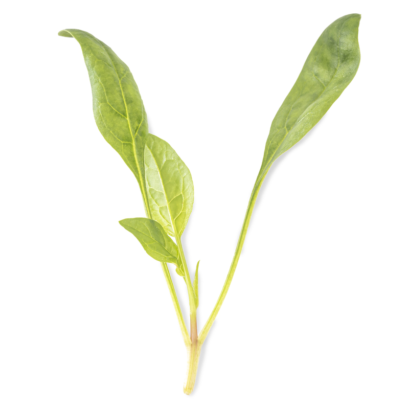 Cotyledon - Lorelay spinach microgreens
