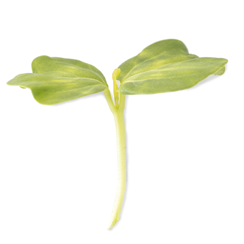 Cotyledon - Hibiscus microgreens