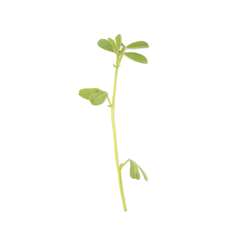 Cotyledon - Red lentils microgreens