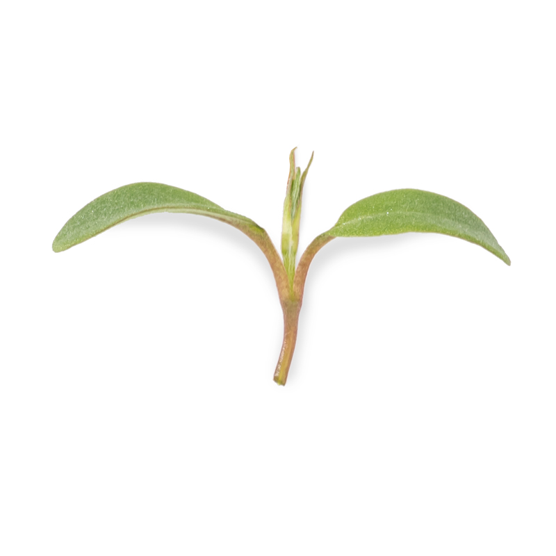 Cotyledon - Alfalfa microgreens