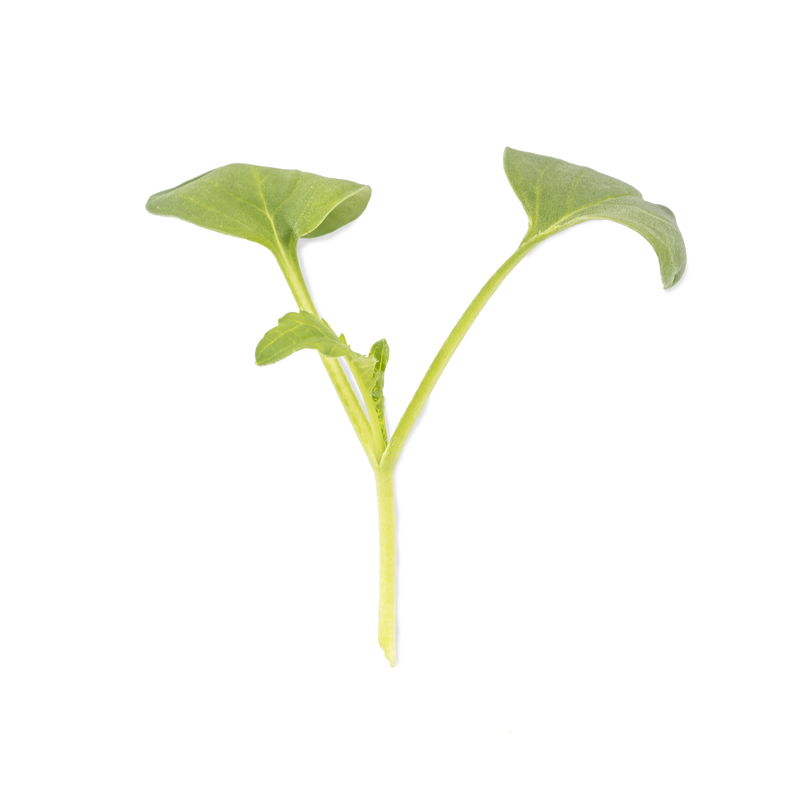 Cotyledon - White mustard microgreens