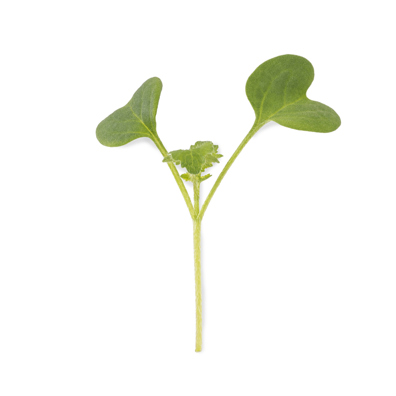Daikon radish microgreens